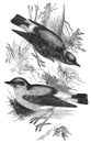 Wheatears passerine birds vintage illustration