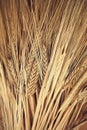 Wheatears texture. Peace of wheat pattern. Yellow dried wheat close up Royalty Free Stock Photo