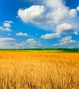 Wheaten field