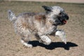 Wheaten Terrier playing at the park Royalty Free Stock Photo