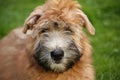 Wheaten Terrier Portrait Royalty Free Stock Photo