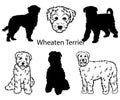 Wheaten terrier set. Collection of pedigree dogs. Black white illustration of a wheaten terrier dog. Vector drawing of a Royalty Free Stock Photo