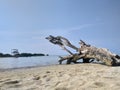 A wheatered tree stranded on the white sand beach Royalty Free Stock Photo