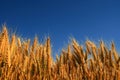 Wheatfield Royalty Free Stock Photo