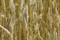 Wheatfield Royalty Free Stock Photo