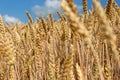 Wheatfield Royalty Free Stock Photo