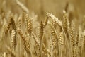 Wheatfield Royalty Free Stock Photo