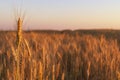 Wheatfield of gold color in evening sunset Royalty Free Stock Photo