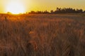 Wheatfield of gold color in evening sunset