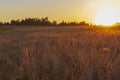 Wheatfield of gold color in evening sunset