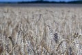 Wheatfield of gold color in sunny day