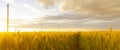 Wheatfield of gold color in sunset.Golden sunset over wheat field.Banner format. Royalty Free Stock Photo