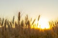 Wheatfield of gold color in sunset.Golden sunset over wheat field Royalty Free Stock Photo