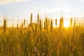 Wheatfield of gold color in sunset.Golden sunset over wheat field Royalty Free Stock Photo