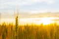 Wheatfield of gold color in sunset.Golden sunset over wheat field Royalty Free Stock Photo