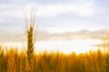 Wheatfield of gold color in sunset.Golden sunset over wheat field Royalty Free Stock Photo