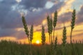 Wheatfield of green color in evening sunset Royalty Free Stock Photo