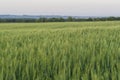 Wheatfield of green color in evening sunset