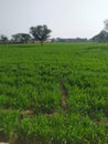 Wheatfield india rajastha green