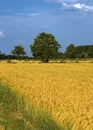 Wheatfield in Italy