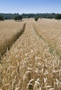 A wheatfield ready for harvest