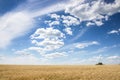 Wheatfield and summer blue sky