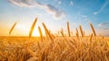 Wheatfield at sunset. Spikes of wheat against the blue sky at sunset, generated AI Royalty Free Stock Photo