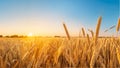 Wheatfield at sunset. Spikes of wheat against the blue sky at sunset, generated AI Royalty Free Stock Photo