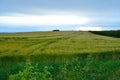 Wheatfield in uk Royalty Free Stock Photo