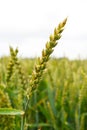 Wheatfield Royalty Free Stock Photo