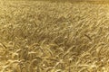 Wheatfield of yellow gold color in sunny day