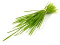 Fresh Wheatgrass Bundle - Healthy Nutrition Royalty Free Stock Photo