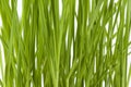 Wheatgrass close up