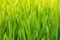 Wheatgrass close-up background