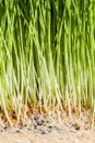 Wheatgrass details of the Roots, Seeds and Healthy Mature Sprout Royalty Free Stock Photo