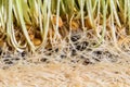 Wheatgrass details of the Roots, Seeds and Healthy Mature Sprout Royalty Free Stock Photo