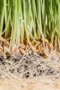 Wheatgrass details of the Roots, Seeds and Healthy Mature Sprout Royalty Free Stock Photo