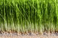 Wheatgrass details of the Roots, Seeds and Healthy Mature Sprout Royalty Free Stock Photo