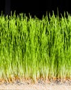 Wheatgrass details of the Roots, Seeds and Healthy Mature Sprout Royalty Free Stock Photo