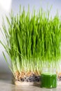 Wheatgrass details of the Roots, Seeds, Sprouts and Healthy Juice Shot