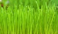 wheatgrass and dew Royalty Free Stock Photo