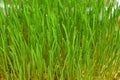 wheatgrass and dew Royalty Free Stock Photo