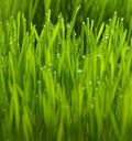 wheatgrass and dew Royalty Free Stock Photo