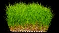 Wheatgrass