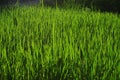Wheatgrass and grain farming Royalty Free Stock Photo