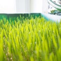 Wheatgrass growing Royalty Free Stock Photo