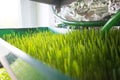 Wheatgrass growing Royalty Free Stock Photo