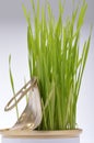 Wheatgrass growing from a ring pull can Royalty Free Stock Photo