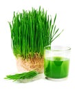 Wheatgrass juice with sprouted wheat on the plate Royalty Free Stock Photo