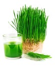 Wheatgrass juice with sprouted wheat on the plate Royalty Free Stock Photo